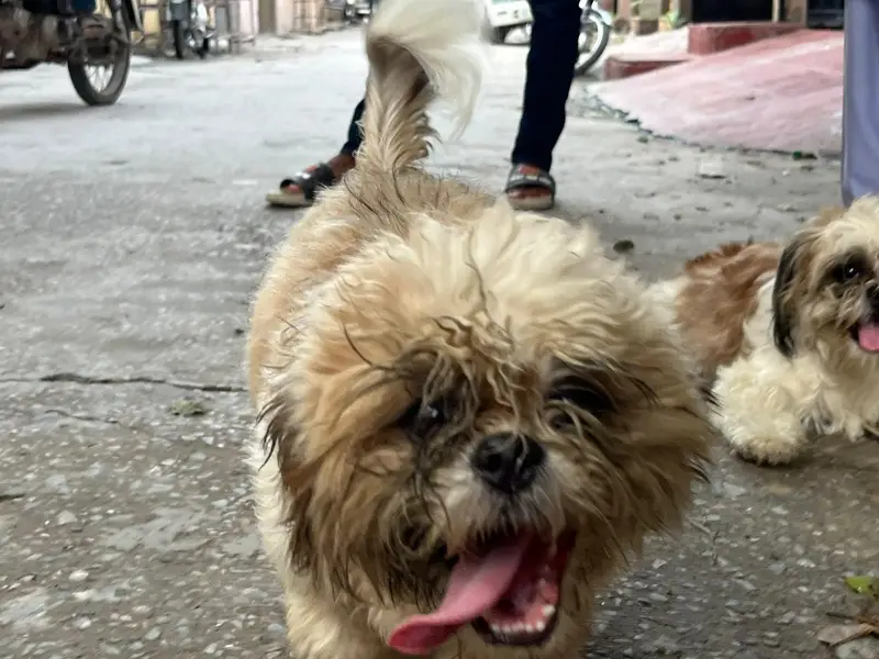 shitzu male puppy — photo 5
