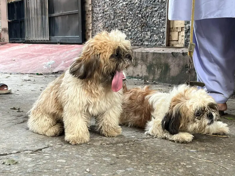 shitzu male puppy — photo 6