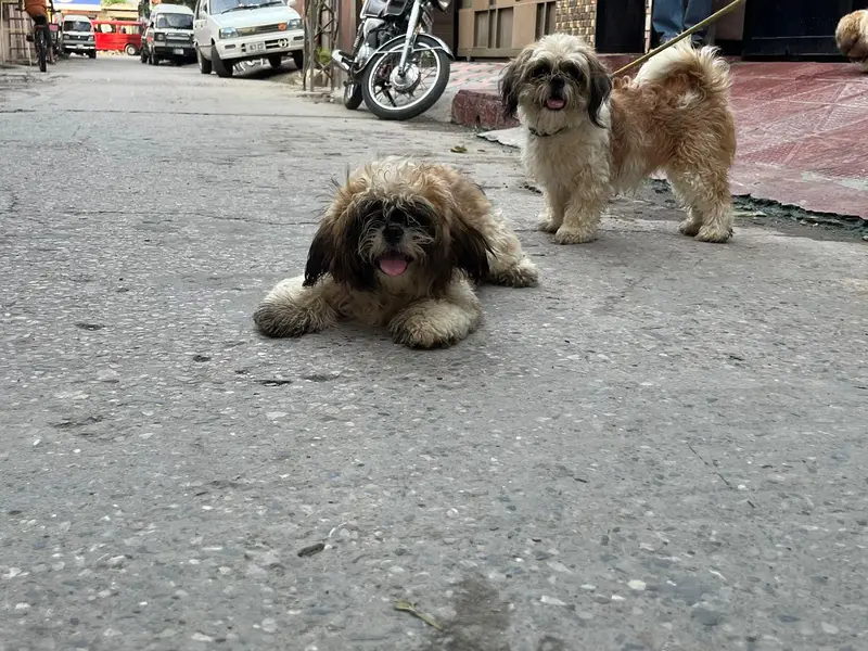 shitzu male puppy — photo 7