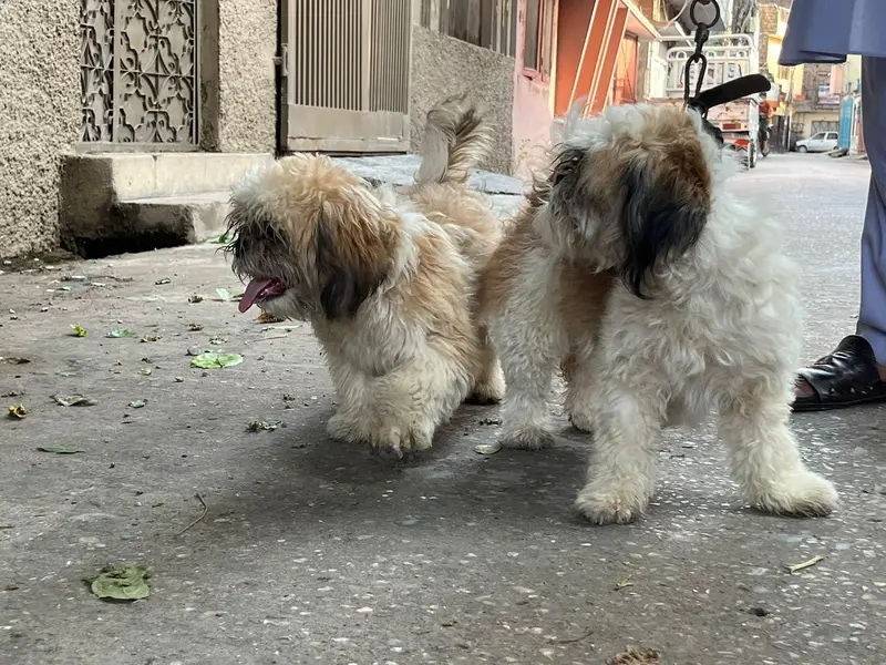 shitzu male puppy — photo 8
