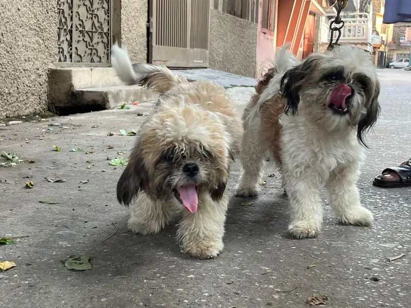 shitzu male puppy — photo 9