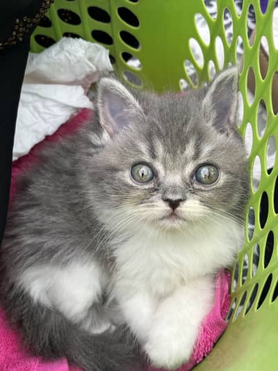 Sell kitten