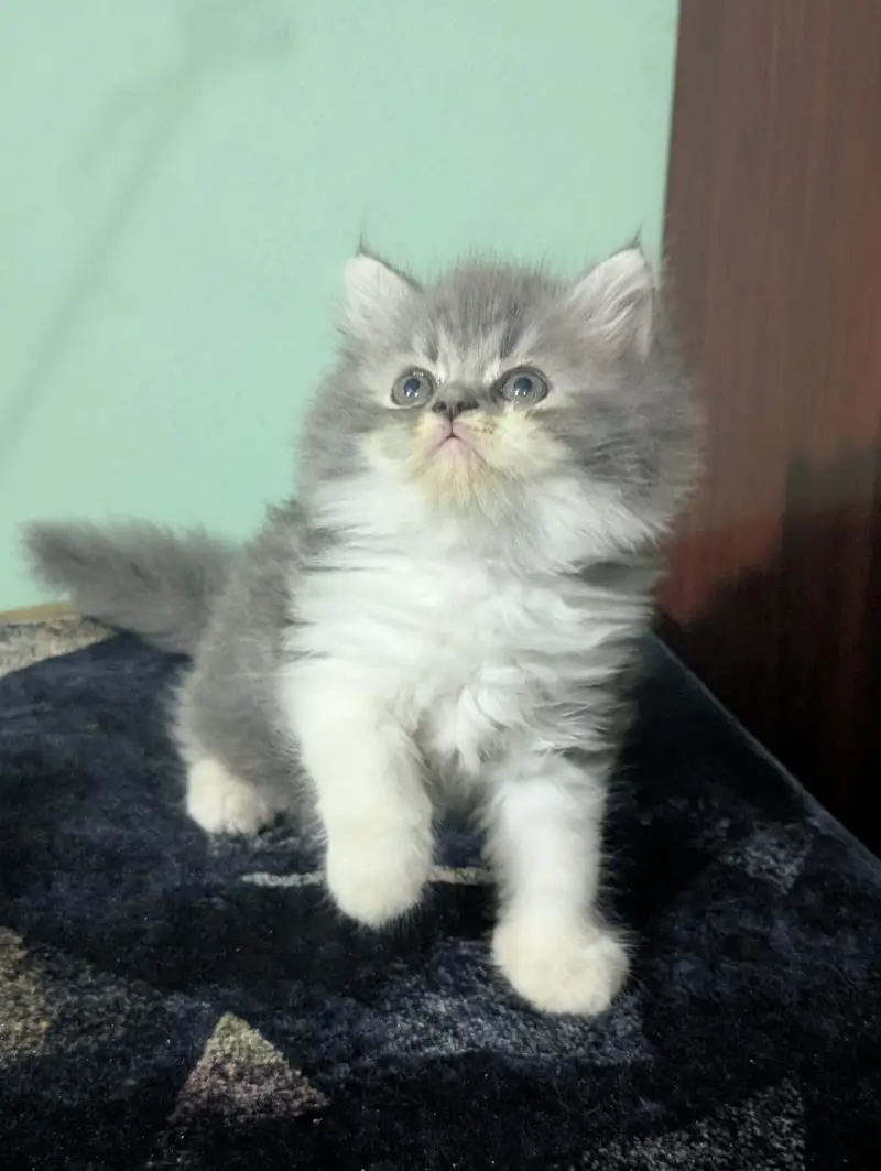 Sell kitten — photo 2