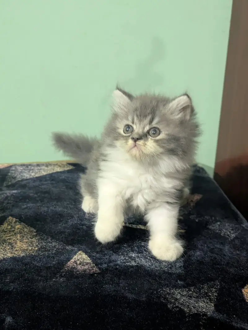 Sell kitten — photo 3