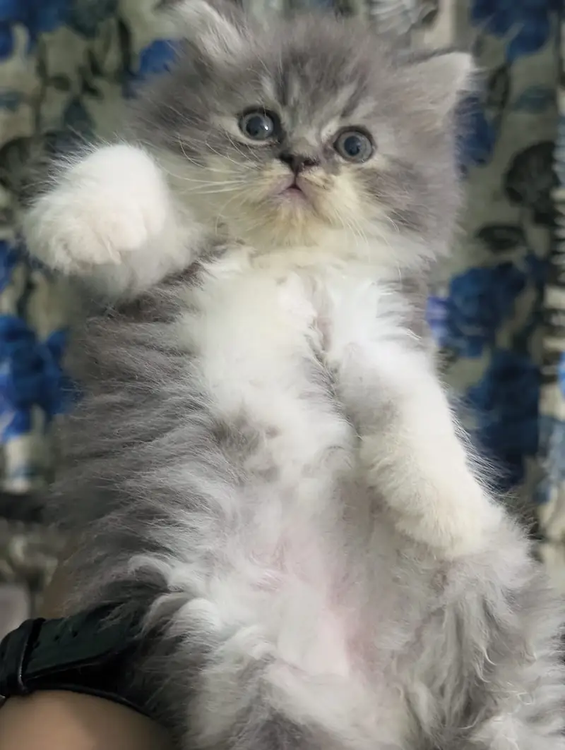 Sell kitten — photo 4
