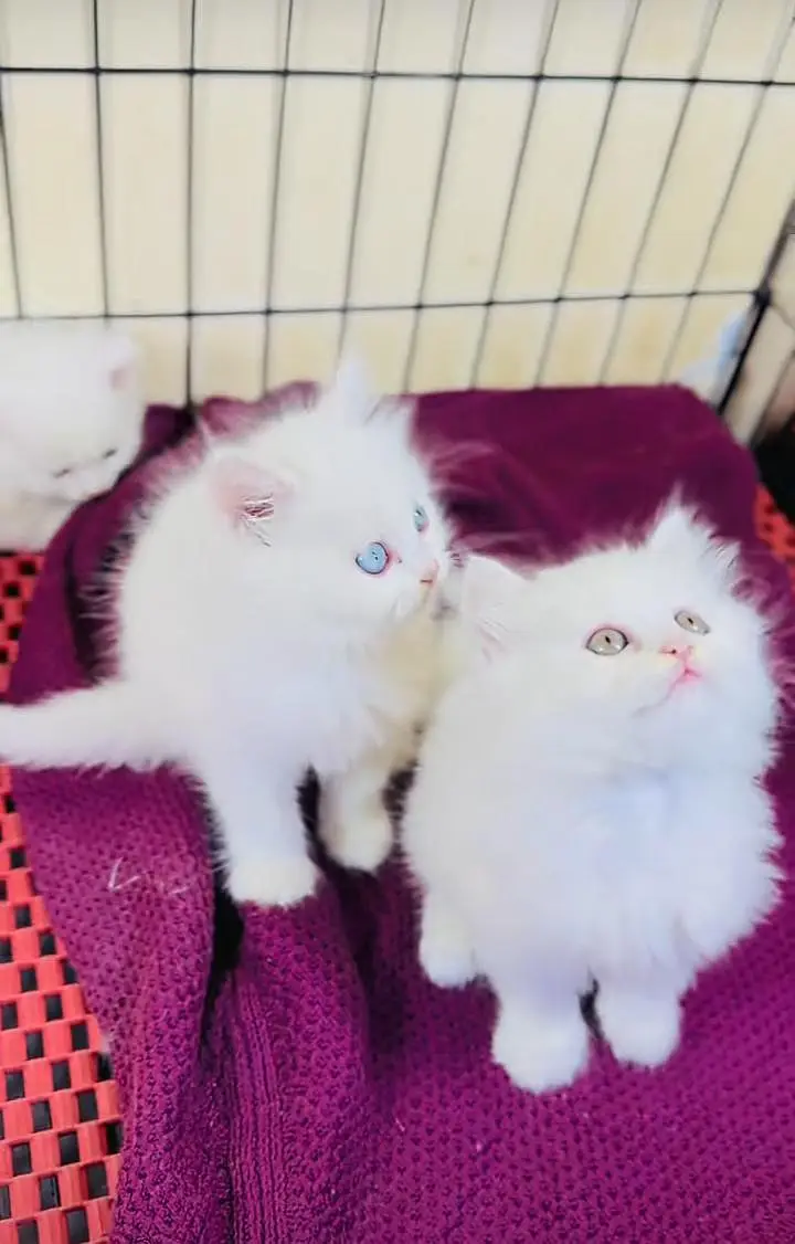 Persian kitten triple cot. for. . sale my WhatsApp03490273783 — photo 2