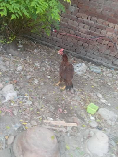 Pure Bengum aseel  murgi for sale High quality in lahore
