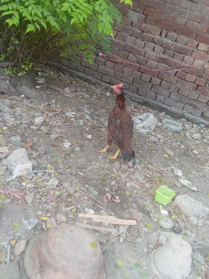 Pure Bengum aseel  murgi for sale High quality in lahore — photo 2