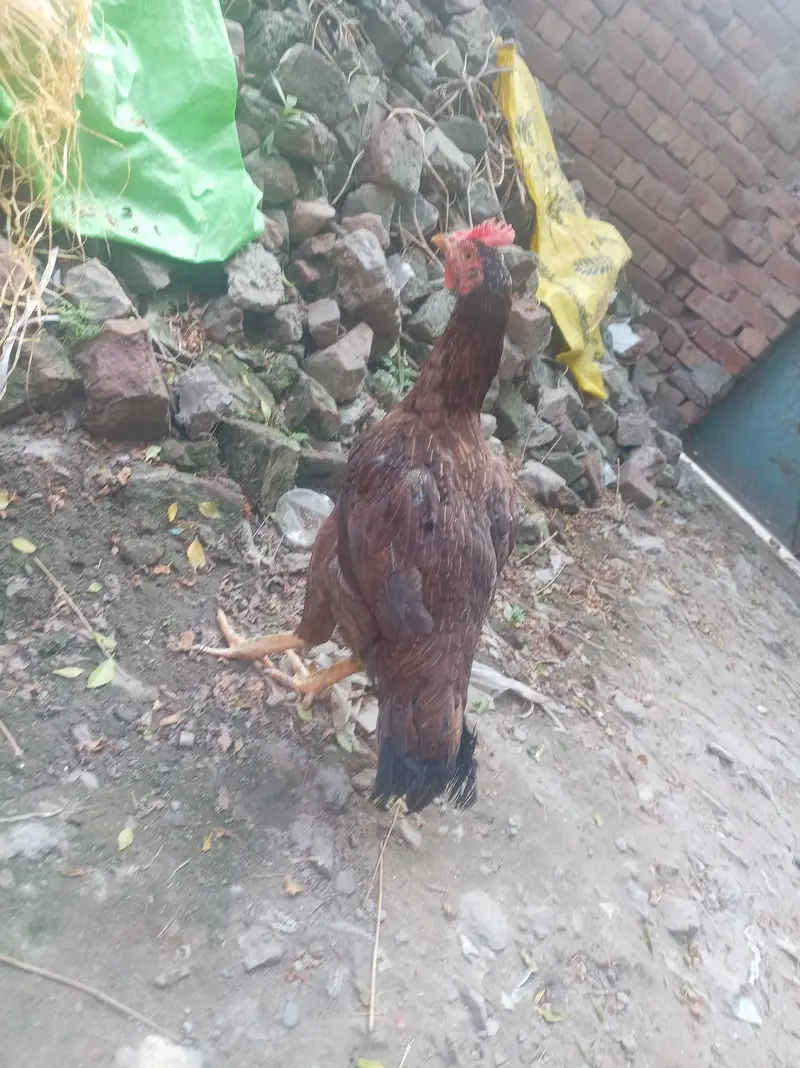 Pure Bengum aseel  murgi for sale High quality in lahore — photo 3