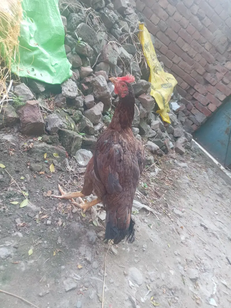 Pure Bengum aseel  murgi for sale High quality in lahore — photo 4