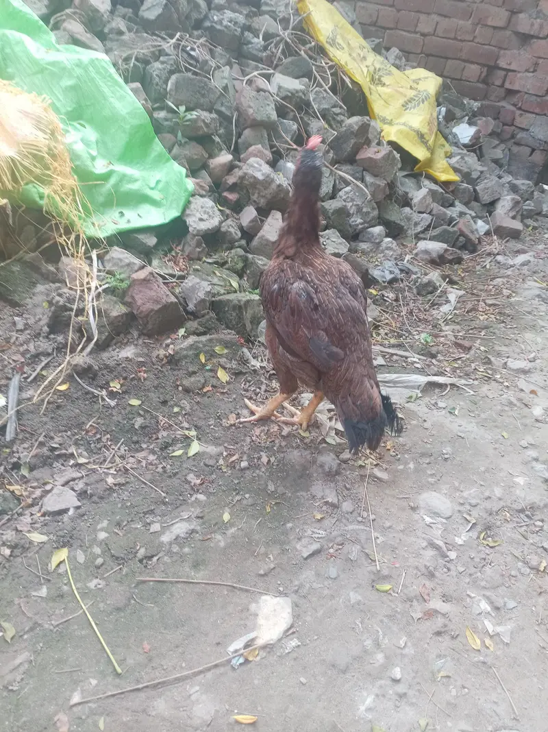 Pure Bengum aseel  murgi for sale High quality in lahore — photo 5