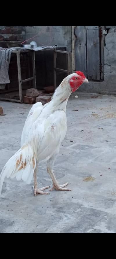 aseel hera