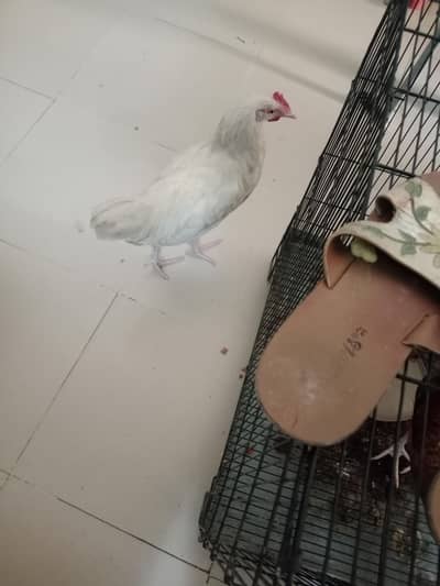 Desi hen