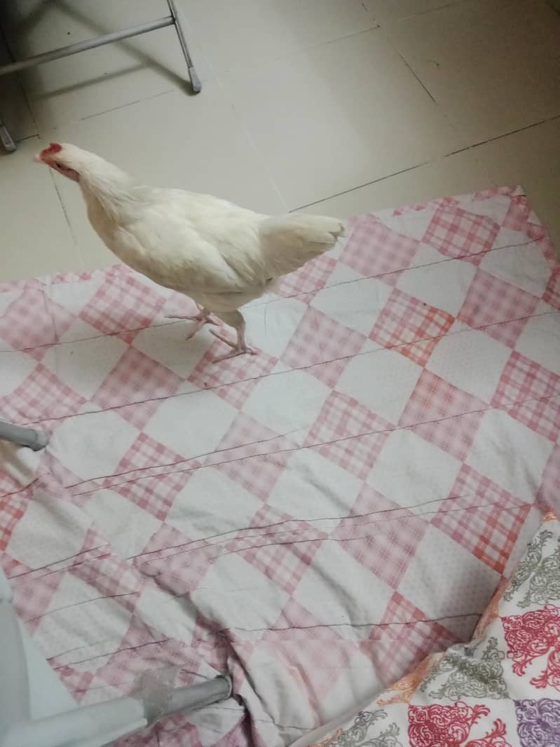 Desi hen 1
