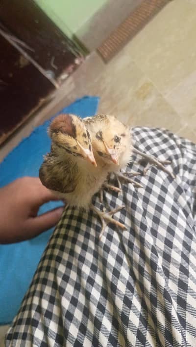 Baby chickens okay hai active baby desi murgi ke bacche Hain