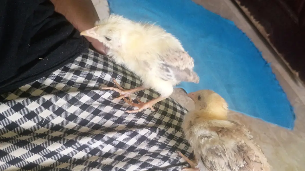 Baby chickens okay hai active baby desi murgi ke bacche Hain — photo 2