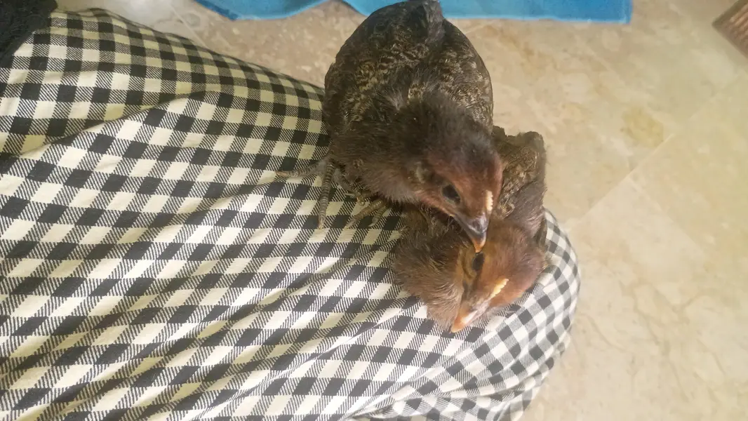 Baby chickens okay hai active baby desi murgi ke bacche Hain — photo 3