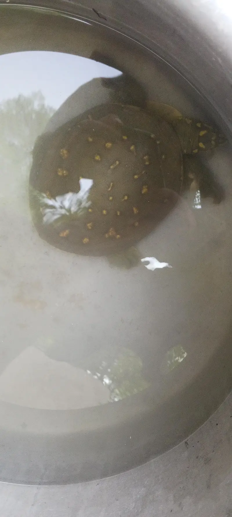 tortoise for sale — photo 2