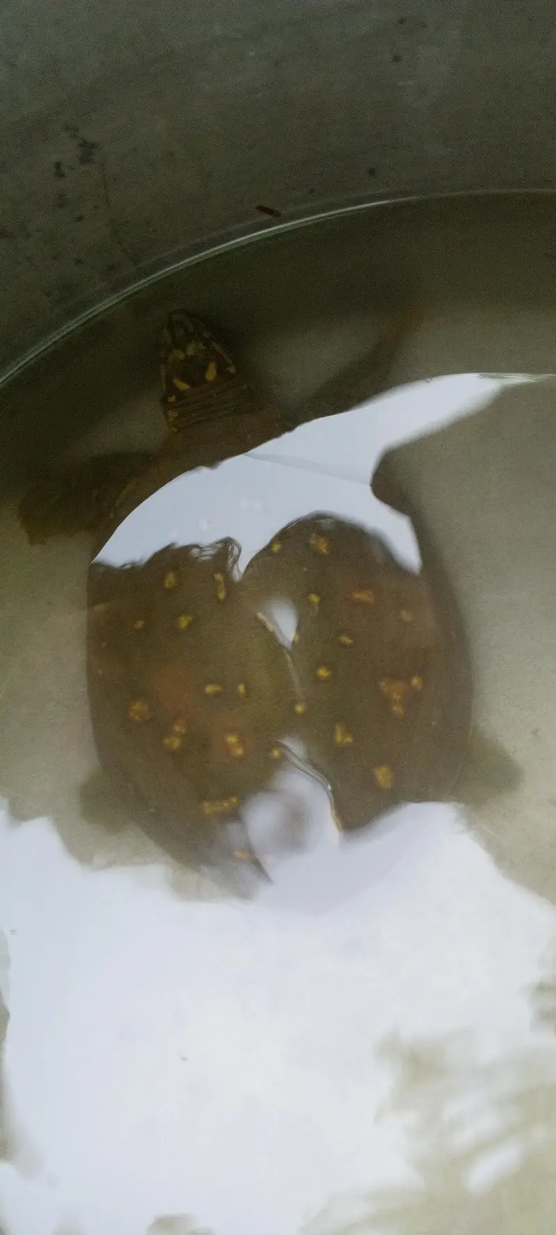 tortoise for sale — photo 3