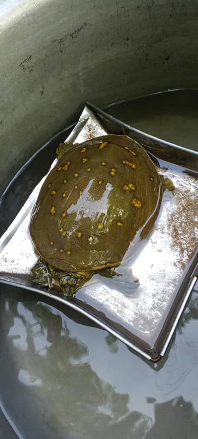 tortoise for sale