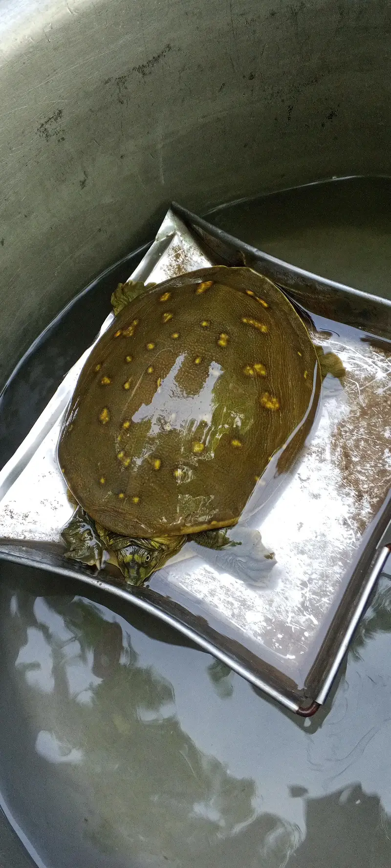 tortoise for sale — photo 4