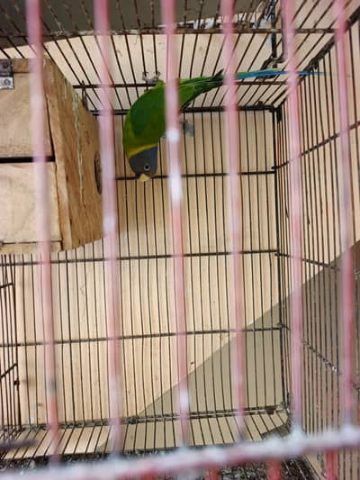plum head female