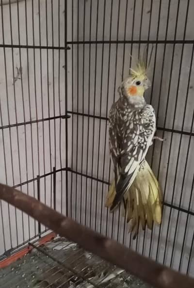Cocktail  Breeder Female