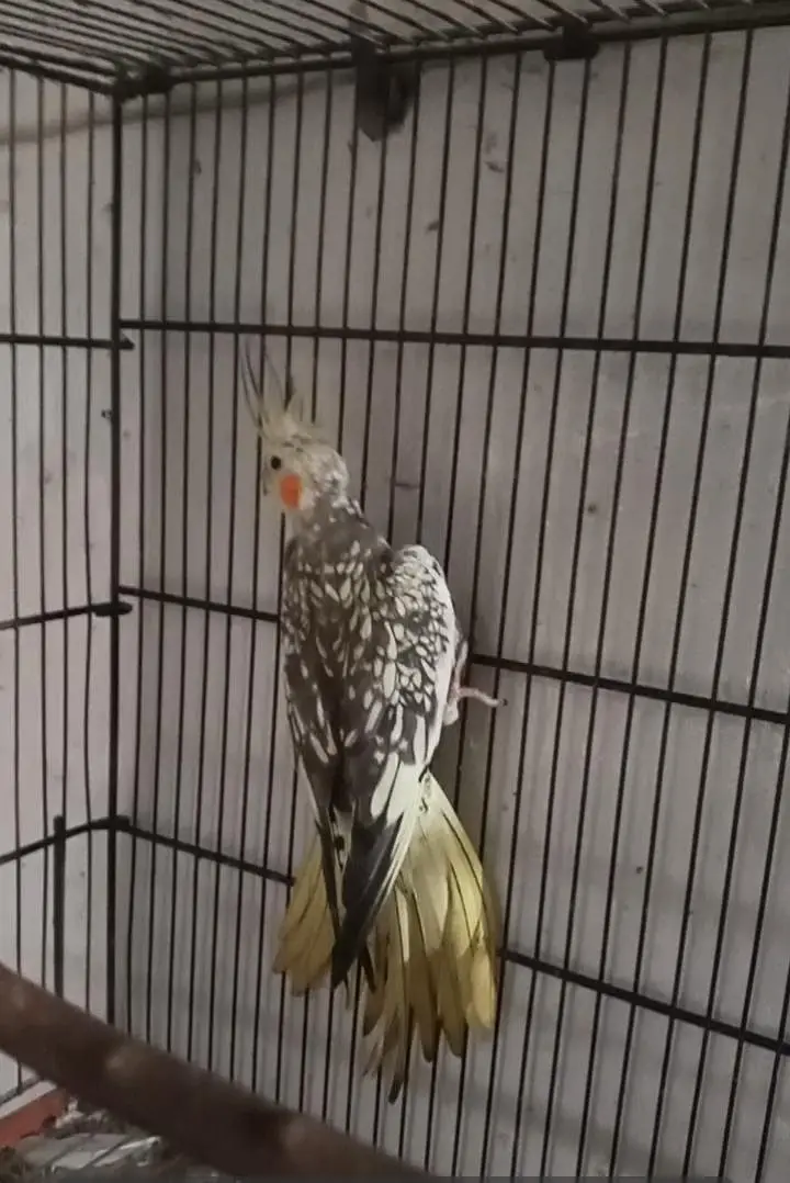 Cocktail  Breeder Female — photo 2