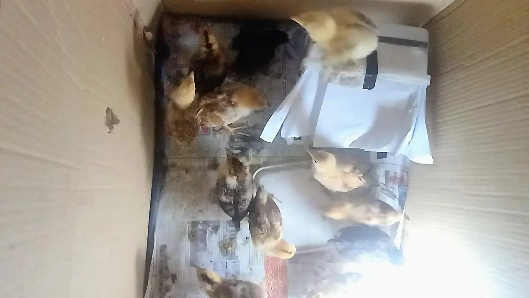 Baby chickens okay hai active baby desi murgi ke bacche Hain — photo 4