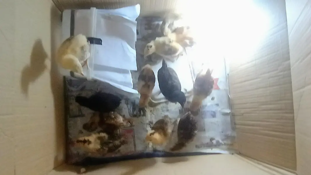 Baby chickens okay hai active baby desi murgi ke bacche Hain — photo 5