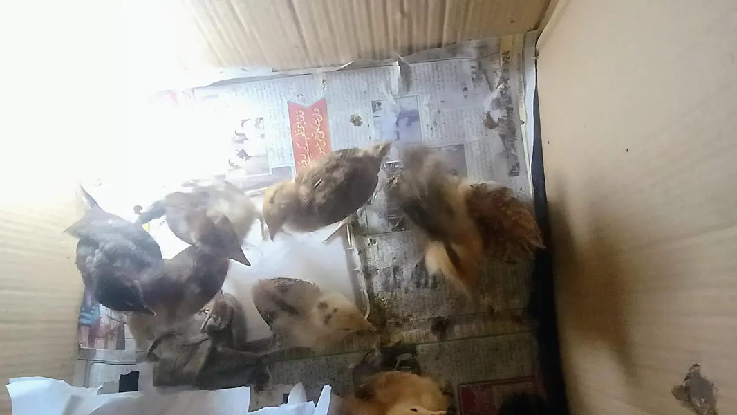 Baby chickens okay hai active baby desi murgi ke bacche Hain — photo 6