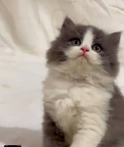 Persian kitten triple cot. for. . sale my WhatsApp03490273783