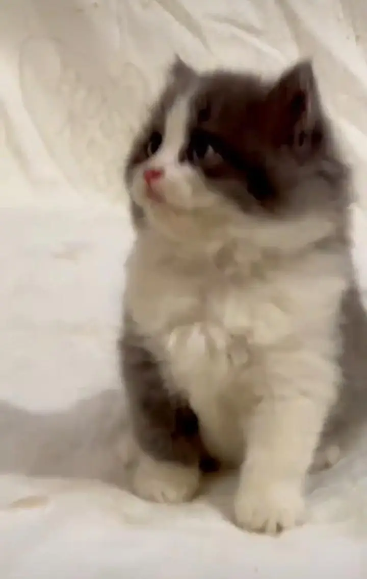 Persian kitten triple cot. for. . sale my WhatsApp03490273783 — photo 2