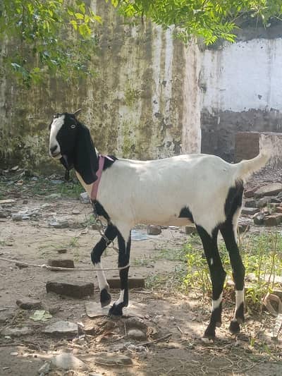 Beetal goat for sale