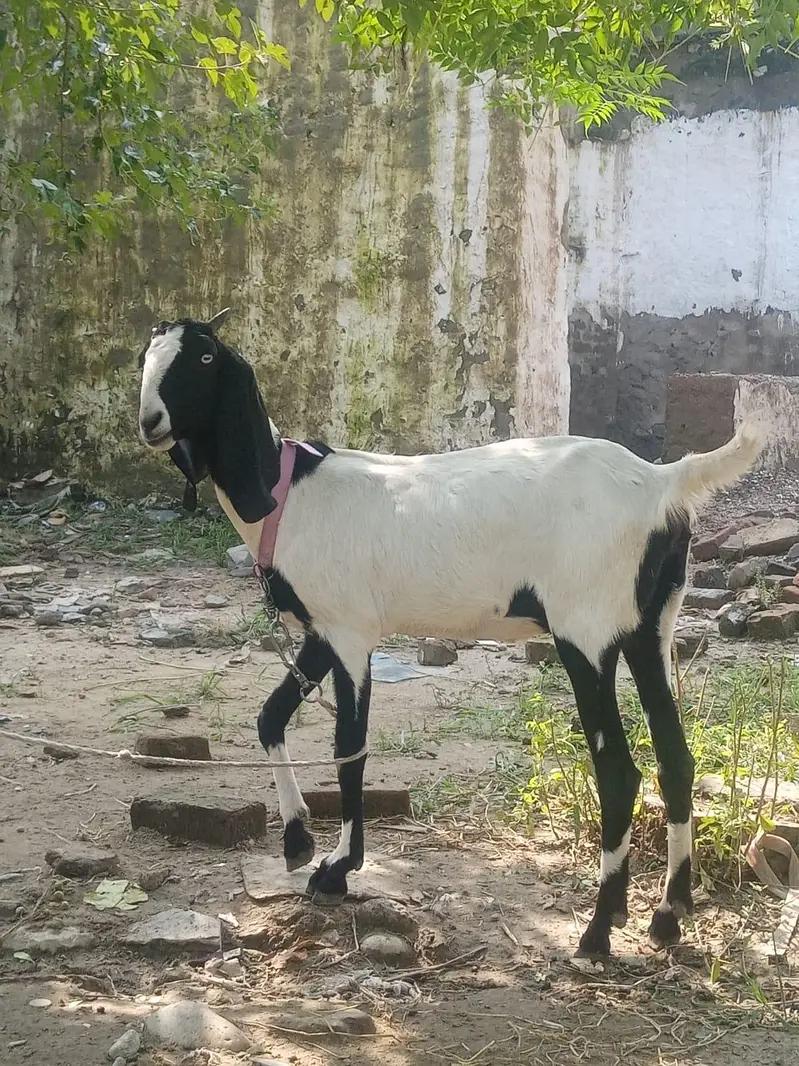 Beetal goat for sale