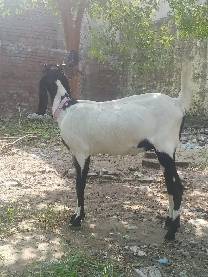 Beetal goat for sale — photo 2
