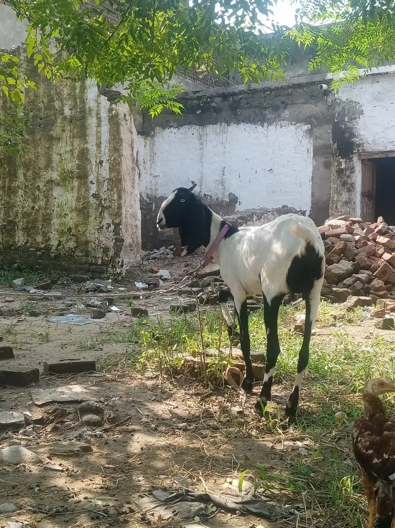 Beetal goat for sale — photo 3