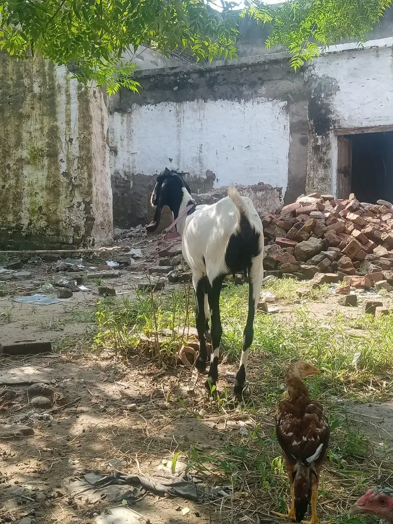 Beetal goat for sale — photo 4