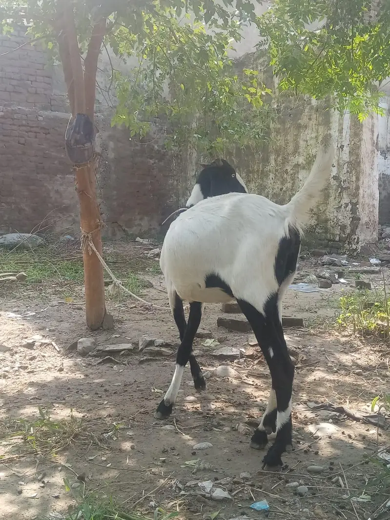 Beetal goat for sale — photo 5
