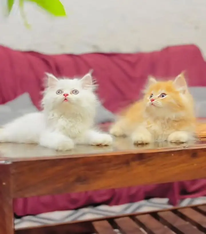 Persian kitten triple cot. for. . sale my WhatsApp03490273783 — photo 2