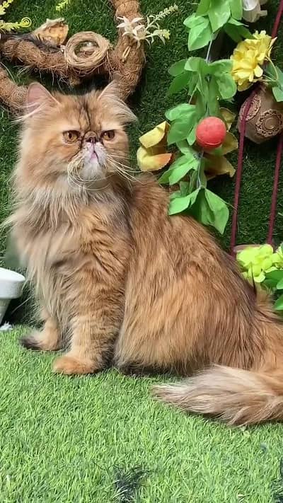 Female breeder cat