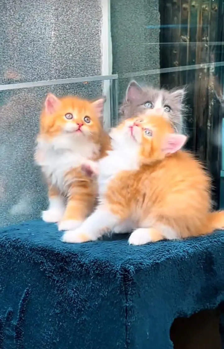 Persian kitten triple cot. for. . sale my WhatsApp03490273783 — photo 2