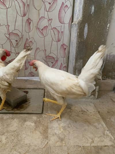 7 Months White Desi Cross Chicken Pair – 2 Murga