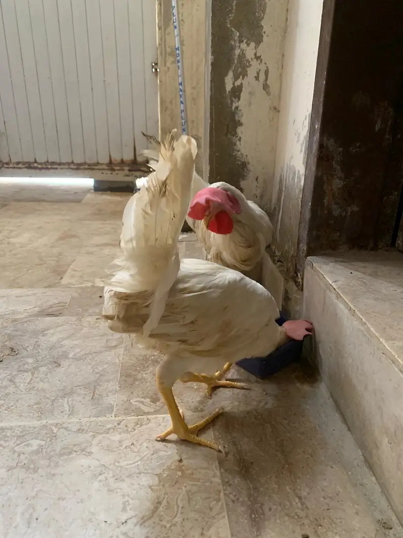 7 Months White Desi Cross Chicken Pair – 2 Murga — photo 2