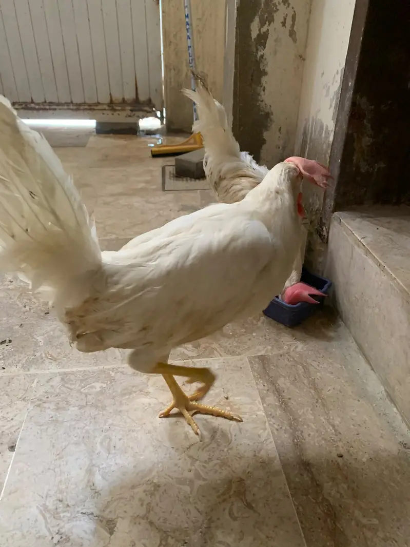 7 Months White Desi Cross Chicken Pair – 2 Murga — photo 3