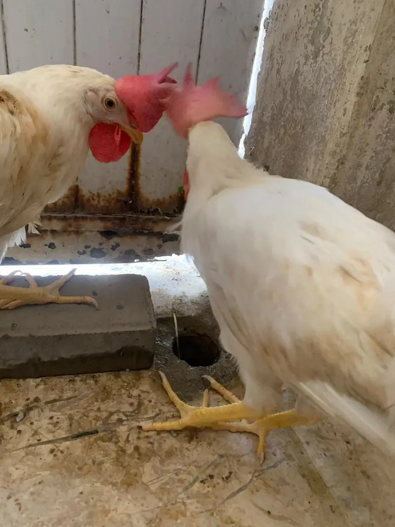 7 Months White Desi Cross Chicken Pair – 2 Murga — photo 4