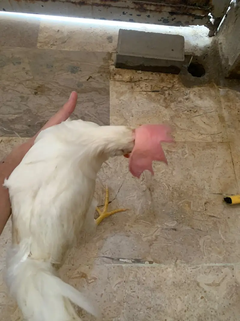 7 Months White Desi Cross Chicken Pair – 2 Murga — photo 5
