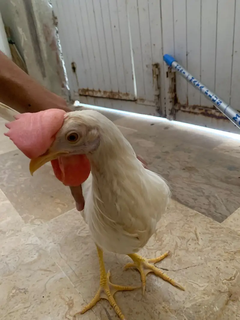 7 Months White Desi Cross Chicken Pair – 2 Murga — photo 6