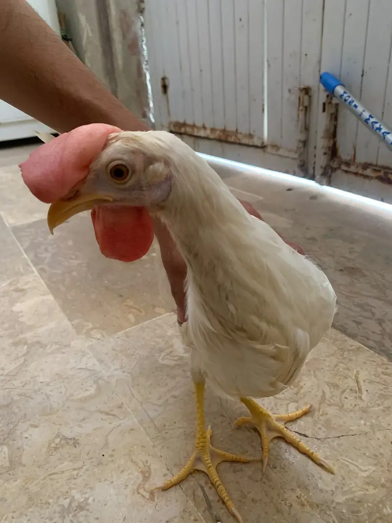 7 Months White Desi Cross Chicken Pair – 2 Murga — photo 7