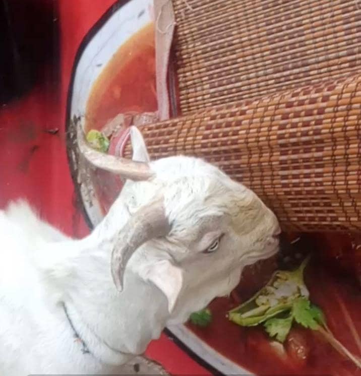 taddy Bakra 0